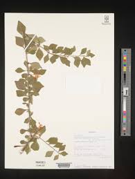 Image result for Turraea mombassana