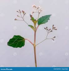 Image result for Boerhavia erecta