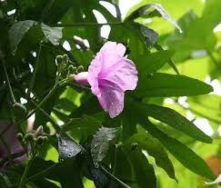 Image result for Ipomoea mauritiana