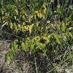 Image result for Sclerocroton
