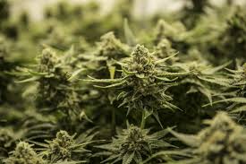 Let's review the existing studies and anecdotal evidence and see if 11/13 flowering light cycle and similar light schedules really work. Spectrum Colors And Cannabis What Are The Effects Of Each Light Color Valoya Led Grow Lights