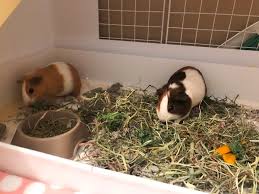 A rabbit cage should be. Cleaning Bunny Cage Www Macj Com Br