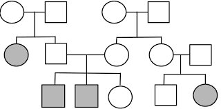 The allele that causes albinism. Pedigrees Practice Pedigrees Practice Human Genetic Disorders