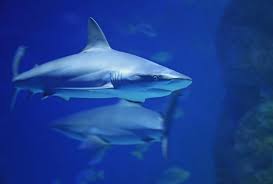 Friday 5 Marketing Observations Sales Lessons From Shark Tank Deals Getting More Customers