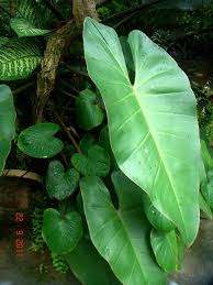 Philodendron Erubescens Plant Profile Philodendron Plants Plant Leaves