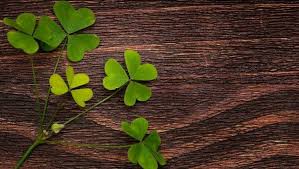 How do you care for a shamrock plant? 17 Things You Didn T Know About Shamrocks