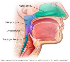 Pin On Dysphagia