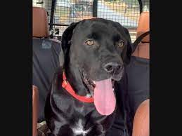 He was adopted from atlanta pet rescue. Pet Adoption In The Buckhead Area New Dogs Cats Added This Week Buckhead Ga Patch