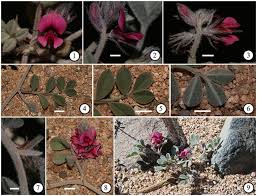 Image result for Microcharis