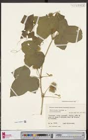 Image result for Clappertonia polyandra