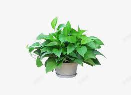 绿箩水培吊兰植物高清素材产品实物大绿萝盆栽花卉绿植除甲醛室内新房in 2021 herbs plants parsley