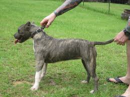 Topdogbullies kennels can ship your puppy anywhere in alabama, to cities such as birmingham, montgomery, mobile, huntiville, gadsden,pike road, chelsea, trussville, vestavia hills, helena, and mountain. Xxl Pitbull Puppies For Sale In Ohio Bmo Show