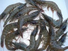 Bibit udang ini kemudian dibeli oleh para petani tambak untuk ditanam kembali di kolam pembesaran. Jual Benih Udang Galah Bibitikan Net