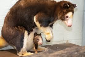 Image result for tree kangaroo