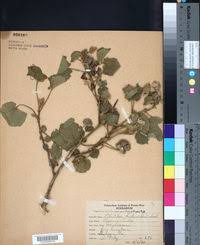 Image result for Abutilon englerianum