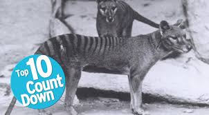Today there are fewer than 4,000 tigers left in the wild. Top 10 Extinct Animals Youtube