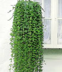 Ob auf balkonien oder im eigenen garten: Duftender Indian Mint Baldur Garten Hangepflanzen Pflanzen Balkon Pflanzen