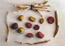 Image result for Cola clavata