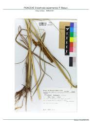 Image result for Eriochrysis