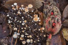 Image result for Strobilurus conigenoides