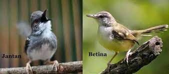 Cara Membedakan Burung Ciblek Jantan Dan Betina
