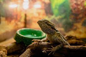 Remove the front side of the covered by using a hammer or anything. 30 Diy Bearded Dragon Terrarium Ideas That Are Absolutely Stunning Exopetguides