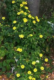 Image result for Thunbergia dregeana