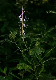 Image result for Brachystephanus