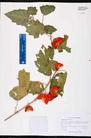 Image result for Solanum capsicoides
