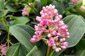 Image result for Medinilla myriantha