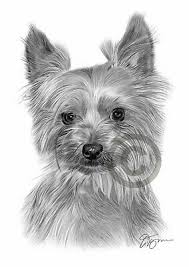 Dog Yorkshire Terrier Art Pencil Drawing Print A3 A4 Sizes Signed By G Tymon 8 99 Picclick Uk Illustration about the funny small yorkshire terrier puppy. picclick uk
