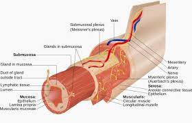 Science Says Your Gut Feeling Isn T A Metaphor Gut Feeling Enteric Nervous System Serous Membrane