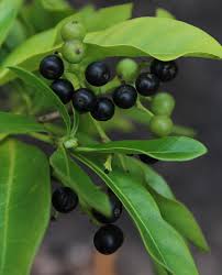 Image result for Pavetta cataractarum