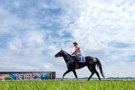 ダノンキングリー (danon kingly) は、日本の競走馬。主な勝ち鞍は2019年の毎日王冠（gii）、共同通信杯（giii）、2020年の中山記念（gii）。 馬名の意味は冠名＋王にふさわしい、王位に君臨することを願って。 2csjef5xqzilxm