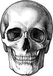 Skulls Png Image Skull Drawing Sketches Skulls Drawing Skull Girl Tattoo