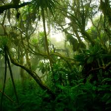 Tropical forests have the largest living biomass and boast some of the highest rates of terrestrial biodiversity. Tropical Rainforest Biome Let S Talk Science