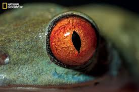 The sporcle zoo ii 12. National Geographic Takes A Close Look At The Evolution Of Eyes Photos Abc News