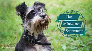 miniature schnauzer small dog big personality certapet