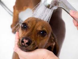 Image result for dog using wen