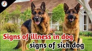 Your dog's eyes should be white. How To Know If Your Dog Has A Fever Signs Of Sick Dog Signs Of Illness In Dog Youtube