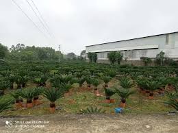 Image result for Cycas thouarsii