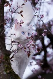 Pin By Lorenza Cristine On Puurfect Cats Pretty Cats Beautiful Cats Cats