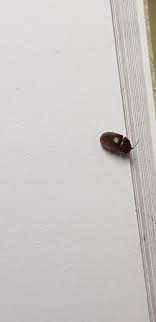 Maybe you would like to learn more about one of these? Identifying Small Black Bugs Thriftyfun