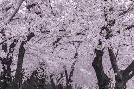 Did You Know There Are 12 Varieties Of Cherry Blossom Trees Along The Tidal Basin In Washington Dc Most Trees To Plant Cherry Blossom Dc Weeping Cherry Tree