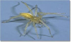 Black widows are a very shiny black spider with a particularly bulbous abdomen. Identify The Most Common Spiders Found In Upstate Ny And Vermont Nature S Way Pest Control