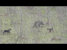 Bol Kopek Sesli Yaban Domuzu Avi Wild Boar Hunting N Turkey Youtube