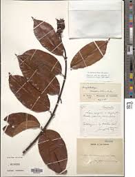 Image result for Ancylobothrys scandens