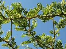 Image result for Acacia tortilis