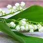 Le muguet from anglophone-direct.com
