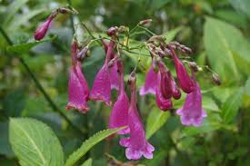 Image result for Strobilanthes hamiltoniana